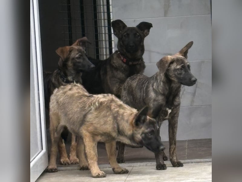 Stella, ein winziges zartes sanftes Wesen