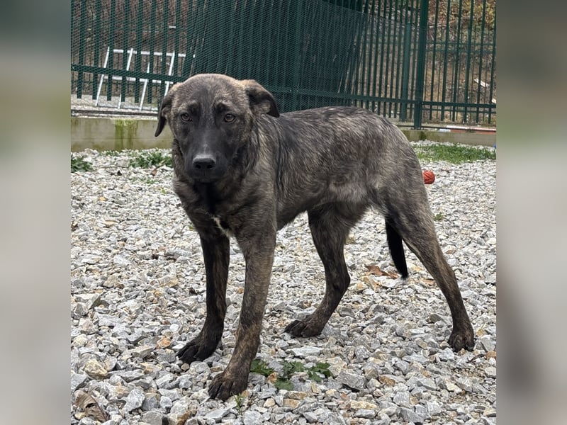 Stella, ein winziges zartes sanftes Wesen