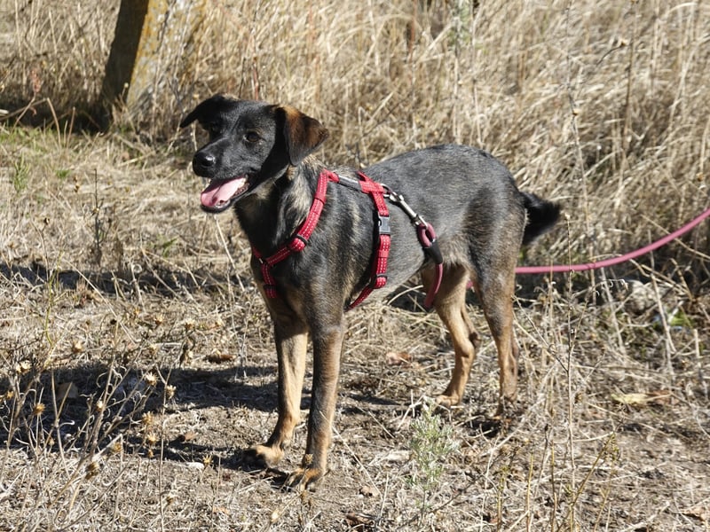 Liebe Nala sucht eine Familie