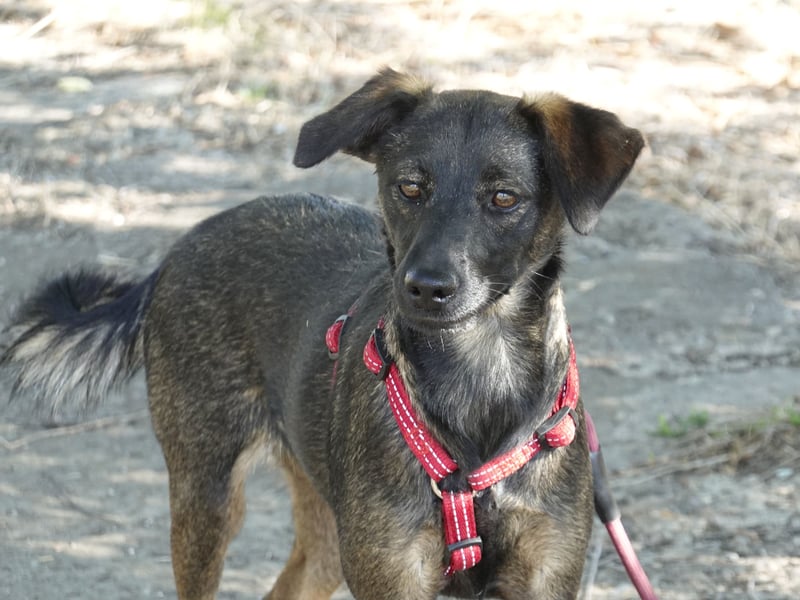 Liebe Nala sucht eine Familie