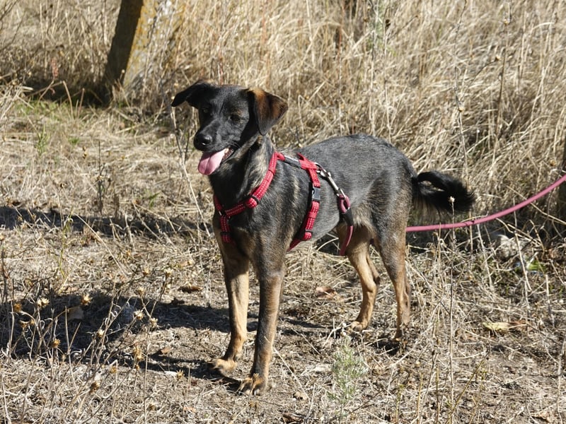 Liebe Nala sucht eine Familie