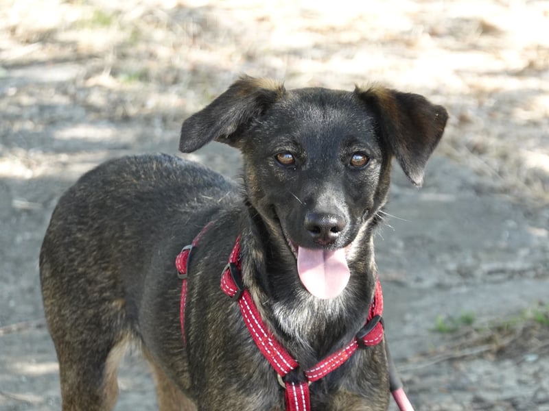 Liebe Nala sucht eine Familie