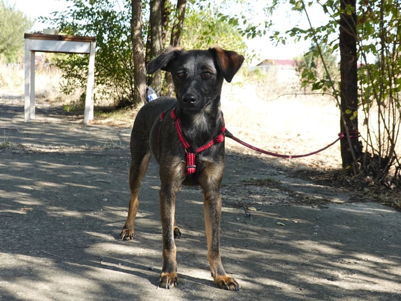 Liebe Nala sucht eine Familie