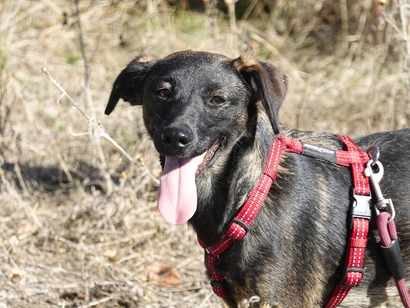 Liebe Nala sucht eine Familie