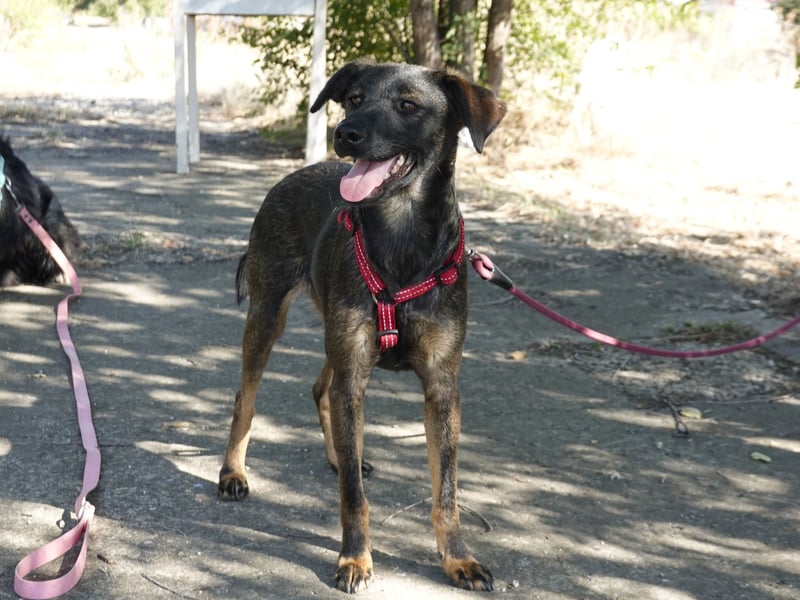 Liebe Nala sucht eine Familie