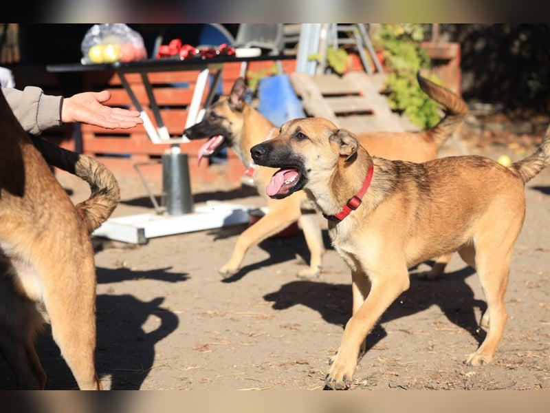 Welpe Lemmi: Möchte in eine neue erfahrene Familie