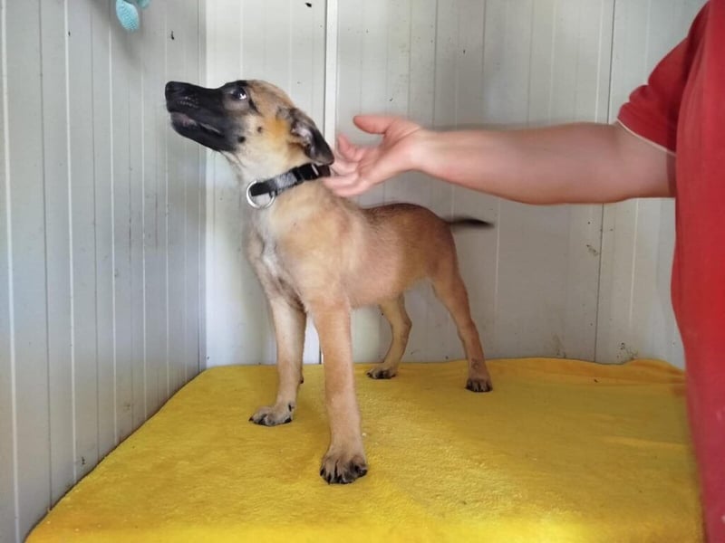 Pepper: Süßer Welpe braucht erfahrene Menschen