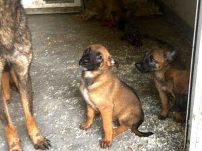 Pepper: Süßer Welpe braucht erfahrene Menschen