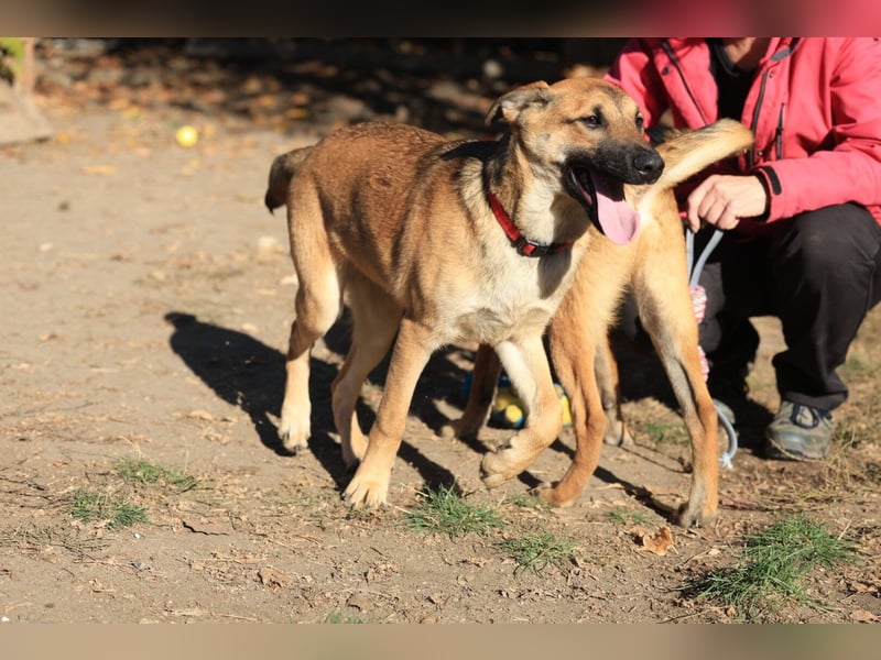 Welpe Lemmi: Möchte in eine neue erfahrene Familie