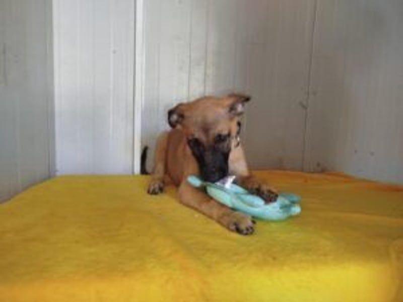 Pepper: Süßer Welpe braucht erfahrene Menschen