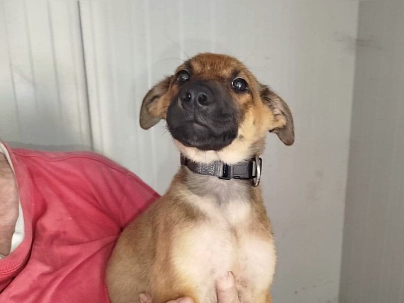 Welpe Lemmi: Möchte in eine neue erfahrene Familie