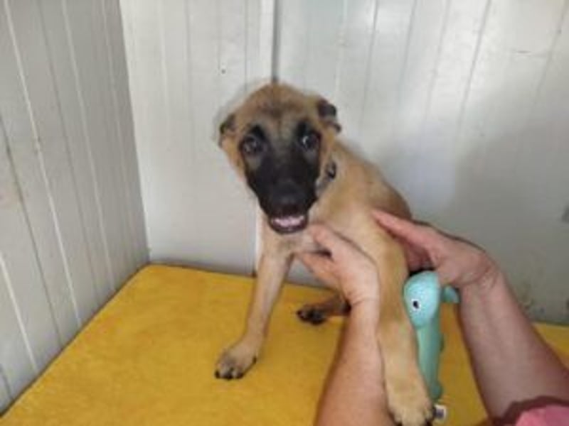 Pepper: Süßer Welpe braucht erfahrene Menschen