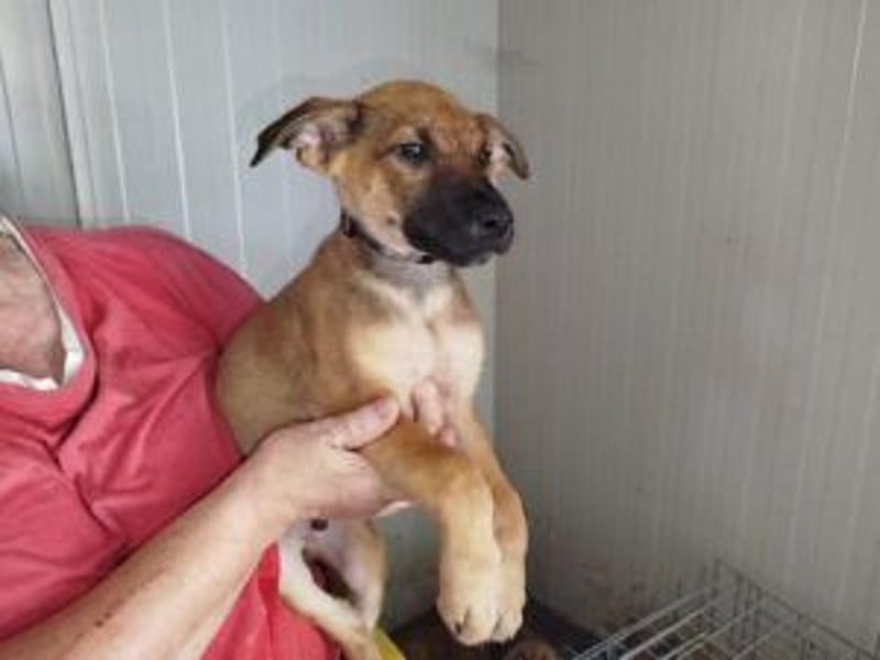 Welpe Lemmi: Möchte in eine neue erfahrene Familie