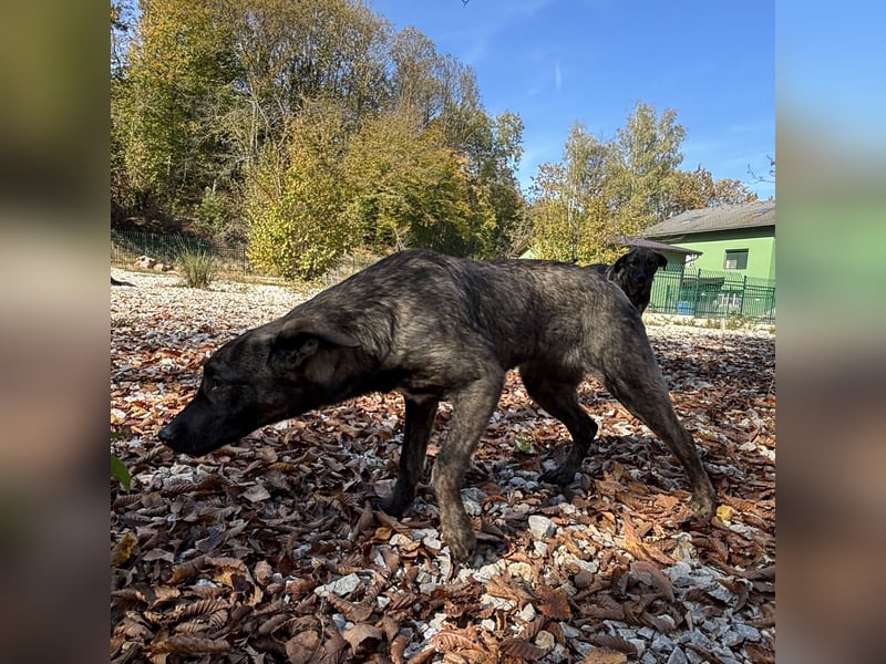 Stella, ein winziges zartes sanftes Wesen