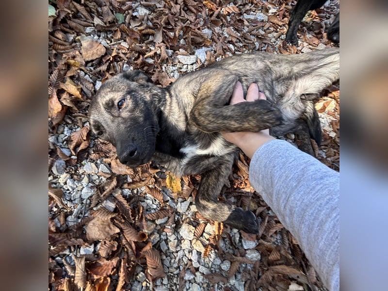 Stella, ein winziges zartes sanftes Wesen