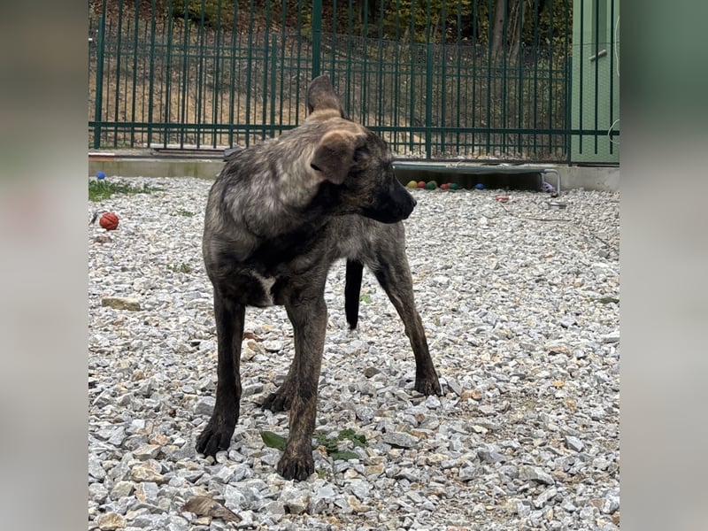Stella, ein winziges zartes sanftes Wesen