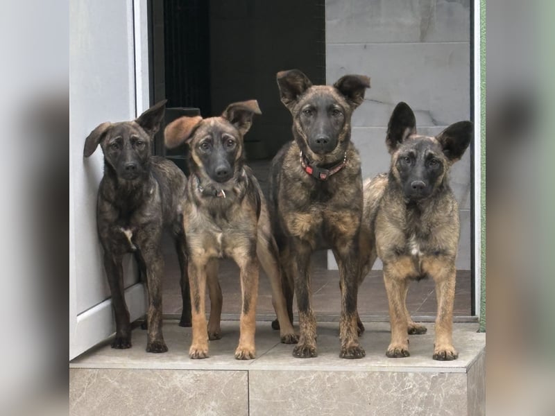 Stella, ein winziges zartes sanftes Wesen