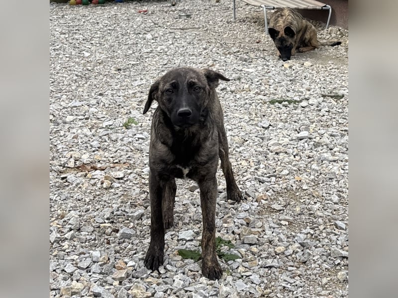 Stella, ein winziges zartes sanftes Wesen