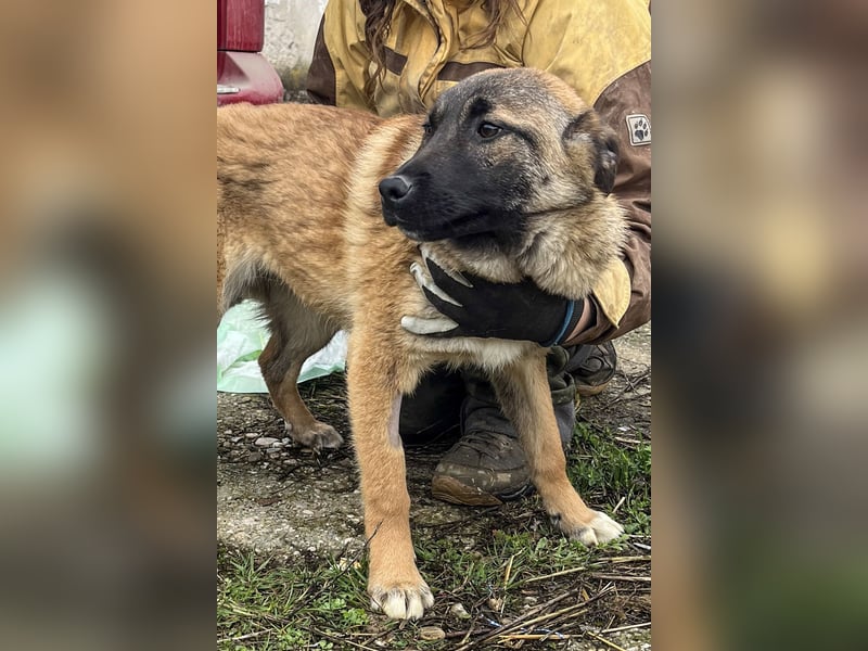 TASCHA, schüchterne Junghündin, 9 Monate, ca. 50 cm, Malinois-Mischling, Tierschutz Rumänien