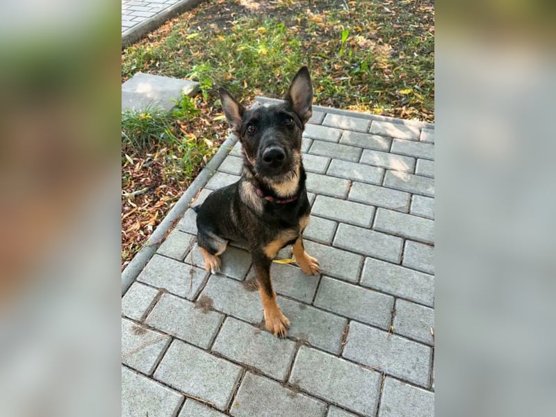 Nova – Powerpaket auf vier Pfoten sucht aktive Menschen