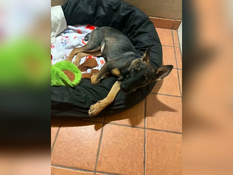 Nova – Powerpaket auf vier Pfoten sucht aktive Menschen