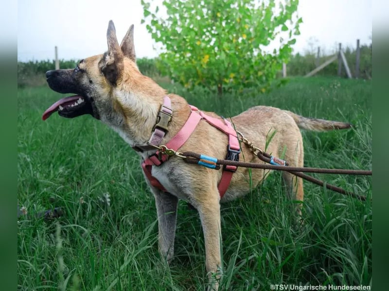 Shenzi – bereit für ein Leben mit weniger Lärm und mehr Liebe