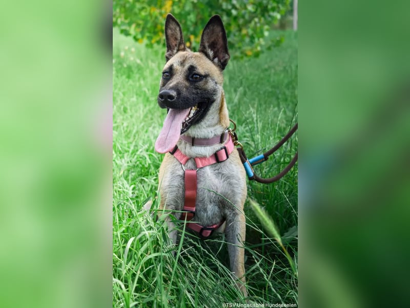 Shenzi – bereit für ein Leben mit weniger Lärm und mehr Liebe