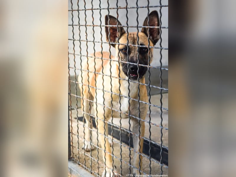 Shenzi – bereit für ein Leben mit weniger Lärm und mehr Liebe