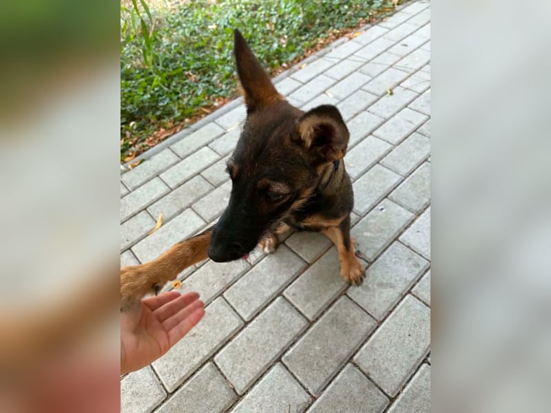 Nova – Powerpaket auf vier Pfoten sucht aktive Menschen