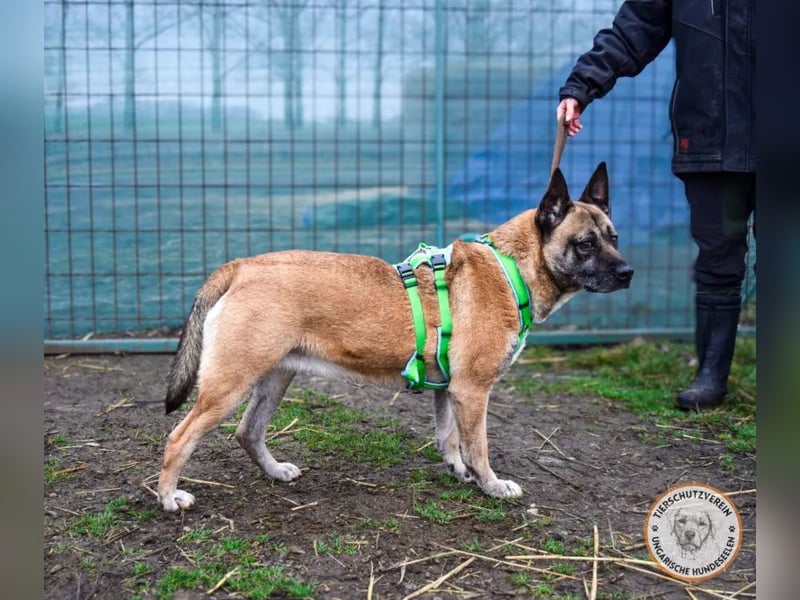 Shenzi – bereit für ein Leben mit weniger Lärm und mehr Liebe