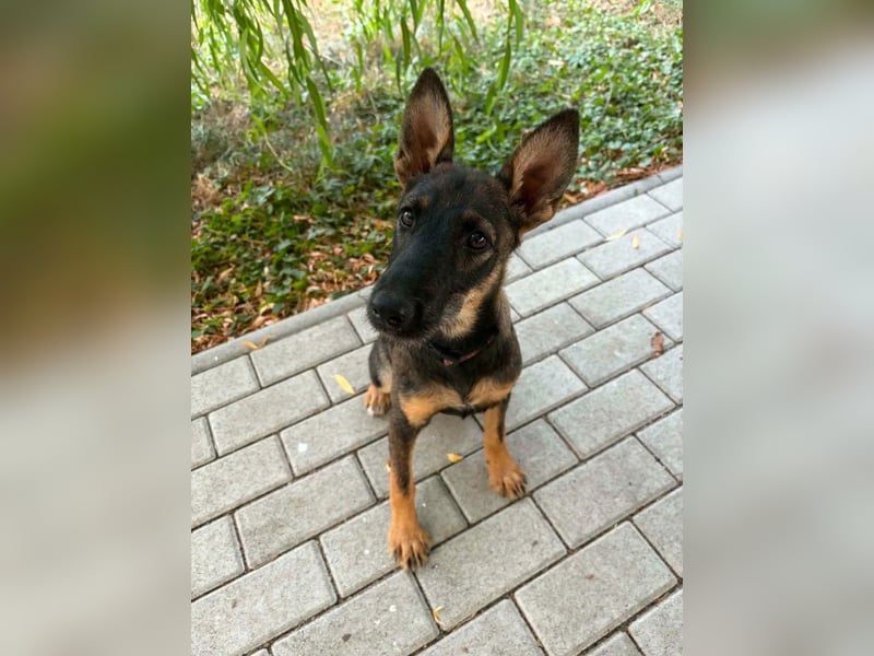 Nova – Powerpaket auf vier Pfoten sucht aktive Menschen