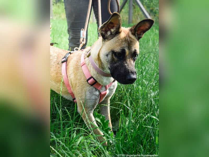 Shenzi – bereit für ein Leben mit weniger Lärm und mehr Liebe