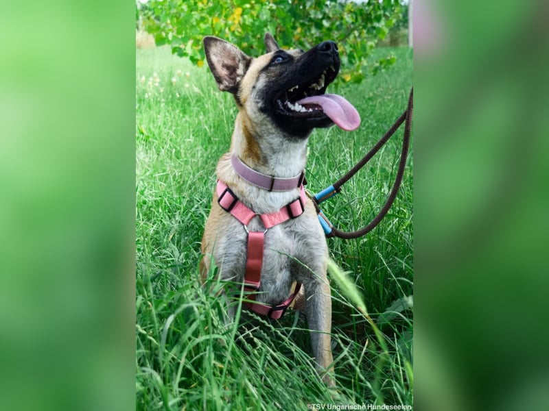 Shenzi – bereit für ein Leben mit weniger Lärm und mehr Liebe