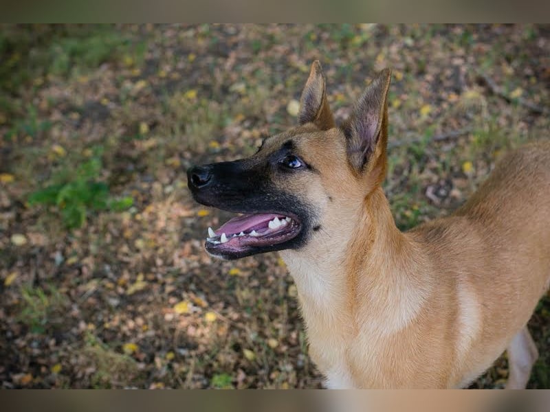 NINO – Junger Malinois-Mix sucht seine Chance