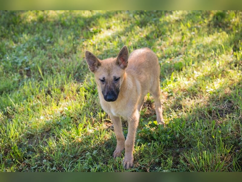 NINO – Junger Malinois-Mix sucht seine Chance