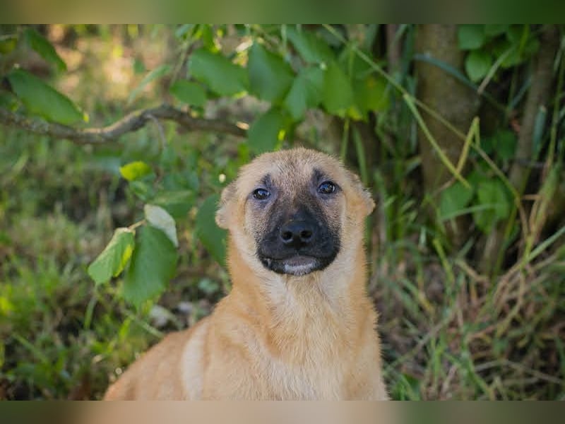 NINO – Junger Malinois-Mix sucht seine Chance
