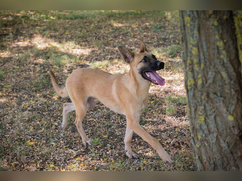 NINO – Junger Malinois-Mix sucht seine Chance