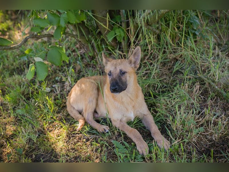 NINO – Junger Malinois-Mix sucht seine Chance