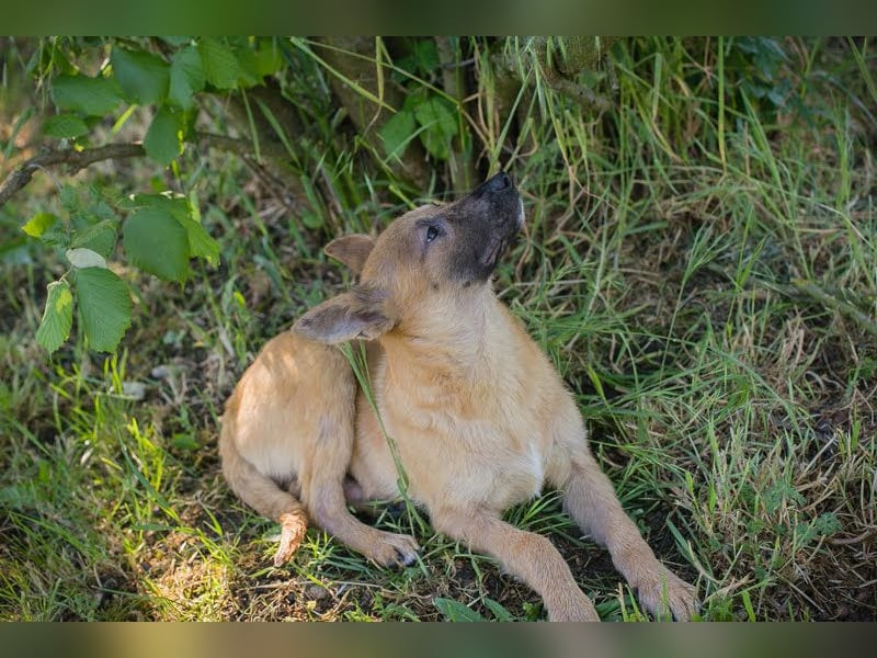 NINO – Junger Malinois-Mix sucht seine Chance