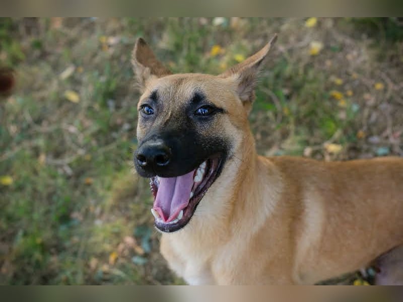NINO – Junger Malinois-Mix sucht seine Chance