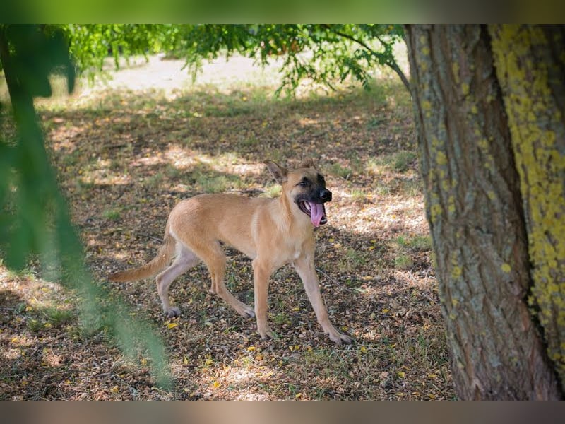 NINO – Junger Malinois-Mix sucht seine Chance