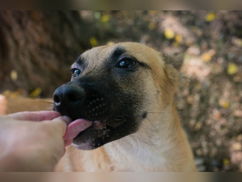 NINO – Junger Malinois-Mix sucht seine Chance