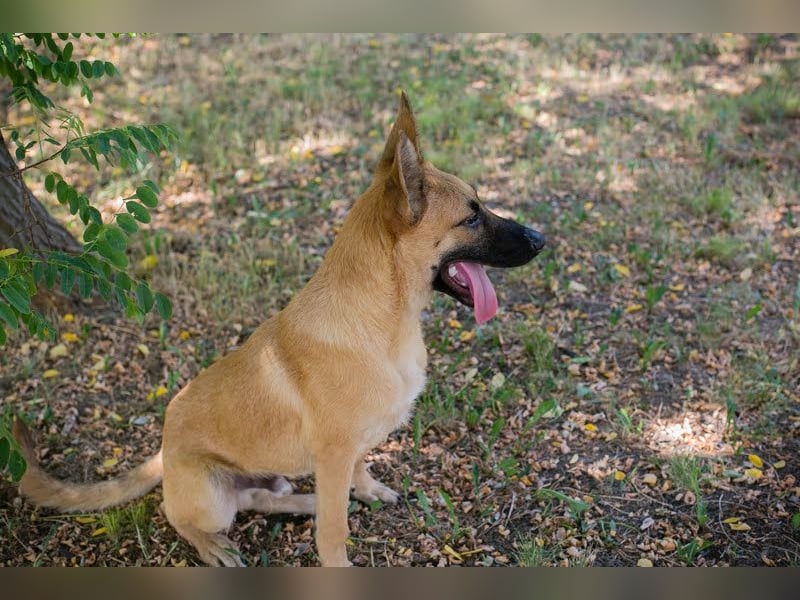 NINO – Junger Malinois-Mix sucht seine Chance