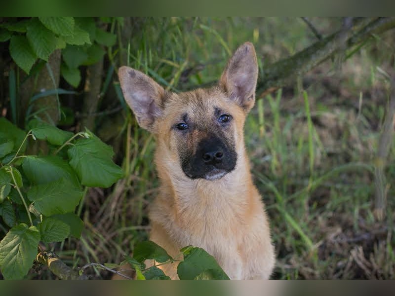 NINO – Junger Malinois-Mix sucht seine Chance