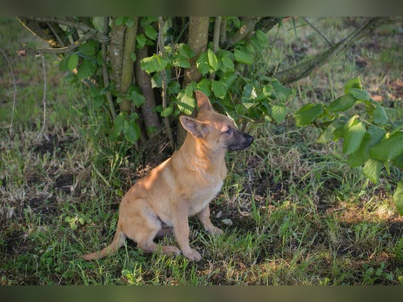 NINO – Junger Malinois-Mix sucht seine Chance