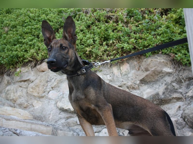 ROCKY-freundlicher, anhänglicher, fröhlicher Bub auf der Suche nach seinem Für-immer-Zuhause