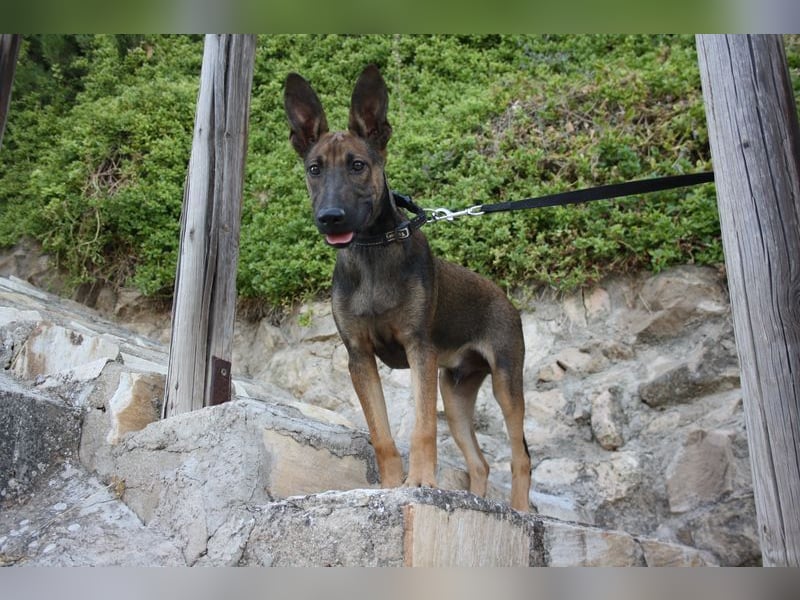 ROCKY-freundlicher, anhänglicher, fröhlicher Bub auf der Suche nach seinem Für-immer-Zuhause