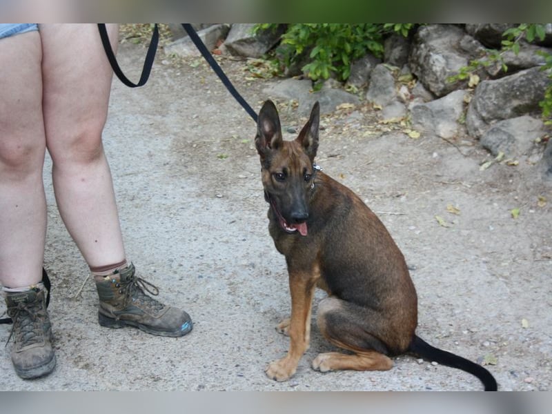 ROCKY-freundlicher, anhänglicher, fröhlicher Bub auf der Suche nach seinem Für-immer-Zuhause