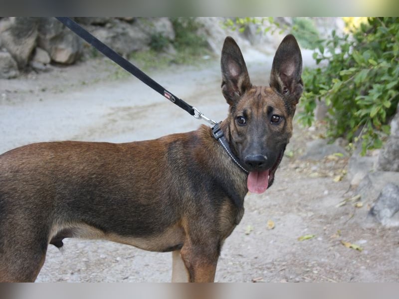 ROCKY-freundlicher, anhänglicher, fröhlicher Bub auf der Suche nach seinem Für-immer-Zuhause