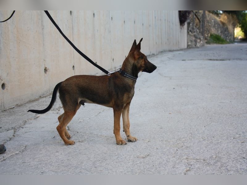 ROCKY-freundlicher, anhänglicher, fröhlicher Bub auf der Suche nach seinem Für-immer-Zuhause